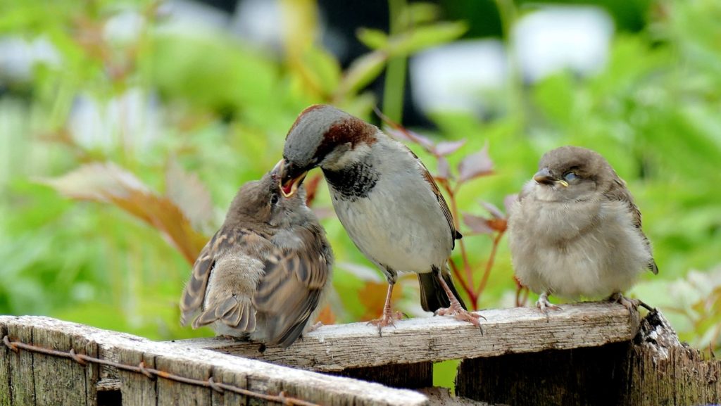 Photo by Andrea Lightfoot on Unsplash baby birds