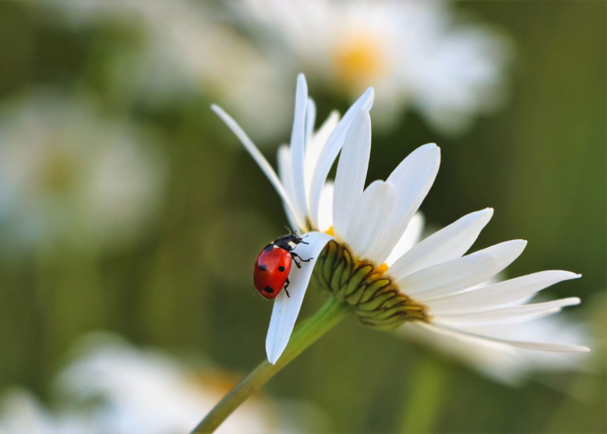 ladybug on white flower