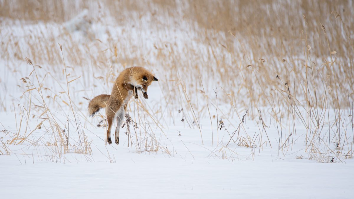 a fox jumping